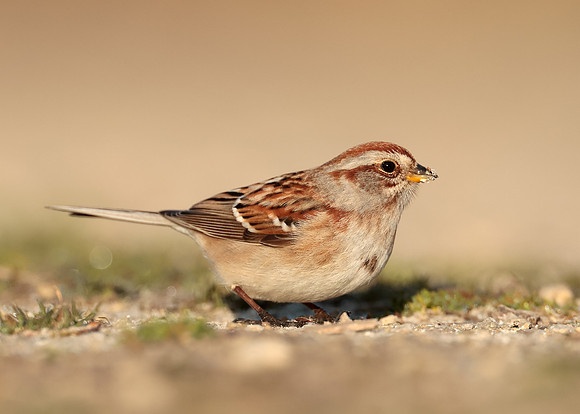 American Tree Sparrow Spizelloides arborea