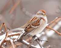 American Tree Sparrow Spizelloides arborea