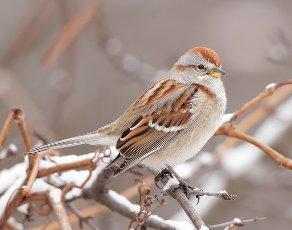 American Tree Sparrow Spizelloides arborea