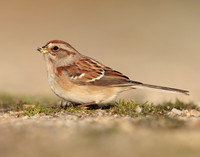 American Tree Sparrow Spizelloides arborea