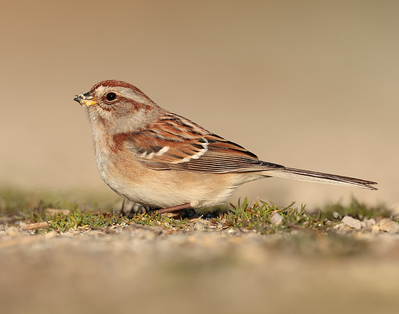 American Tree Sparrow Spizelloides arborea