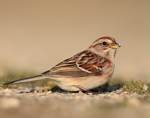 American Tree Sparrow Spizelloides arborea