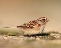 American Tree Sparrow Spizelloides arborea