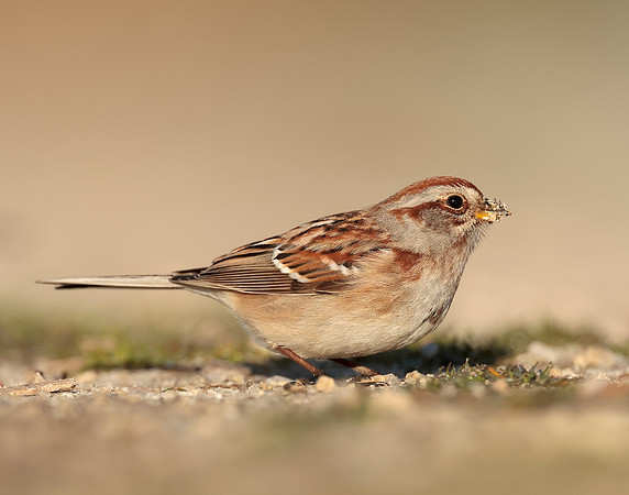 American Tree Sparrow Spizelloides arborea
