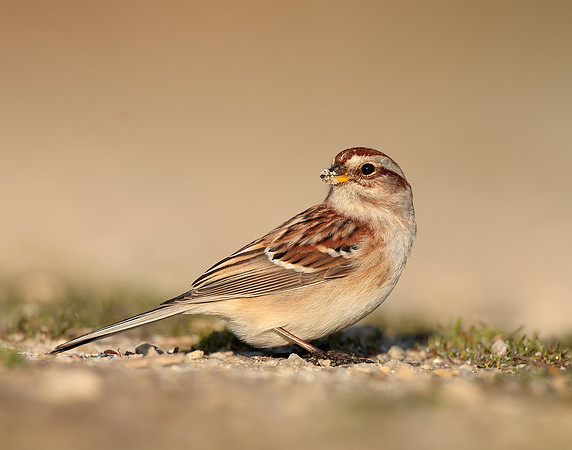 American Tree Sparrow Spizelloides arborea
