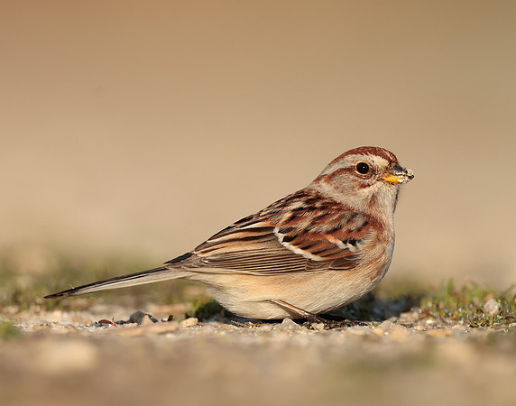 American Tree Sparrow Spizelloides arborea