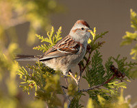 American Tree Sparrow Spizelloides arborea