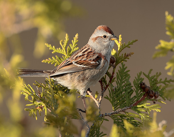 American Tree Sparrow Spizelloides arborea