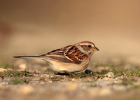 American Tree Sparrow Spizelloides arborea
