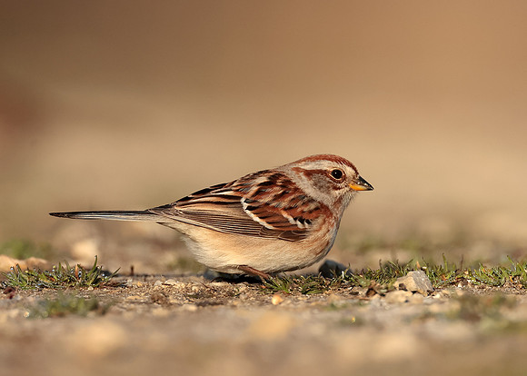 American Tree Sparrow Spizelloides arborea