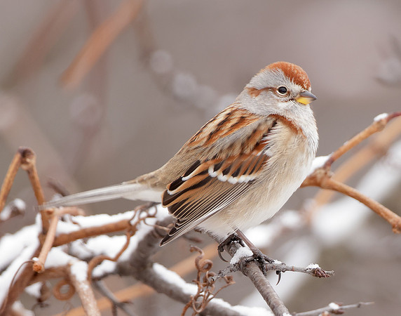 American Tree Sparrow Spizelloides arborea