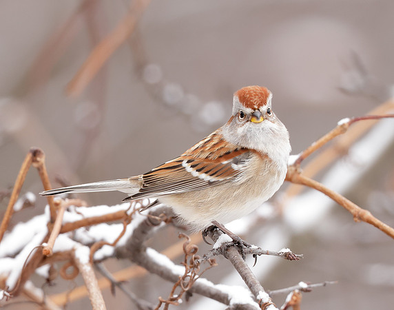 American Tree Sparrow Spizelloides arborea