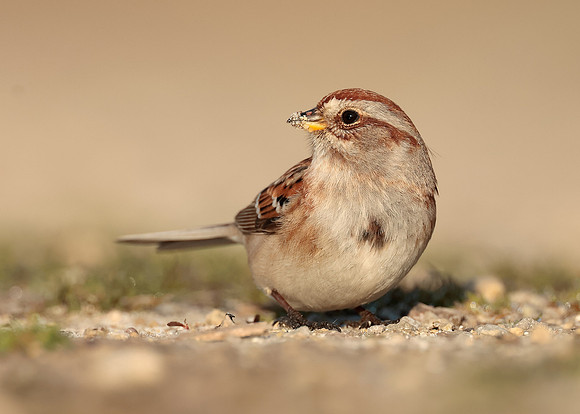 American Tree Sparrow Spizelloides arborea