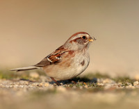 American Tree Sparrow Spizelloides arborea