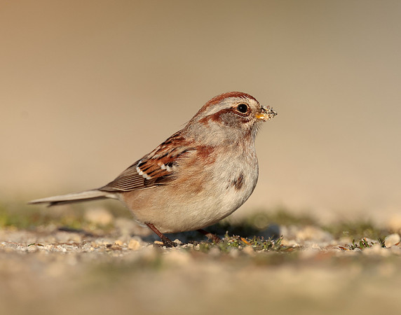 American Tree Sparrow Spizelloides arborea