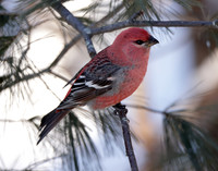 Pine Grosbeak Pinicola enucleator