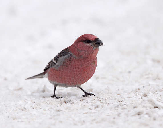 Pine Grosbeak Pinicola enucleator