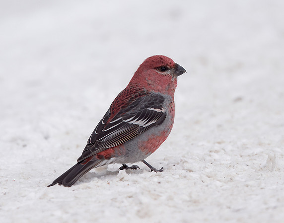 Pine Grosbeak Pinicola enucleator