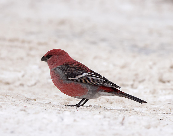 Pine Grosbeak Pinicola enucleator