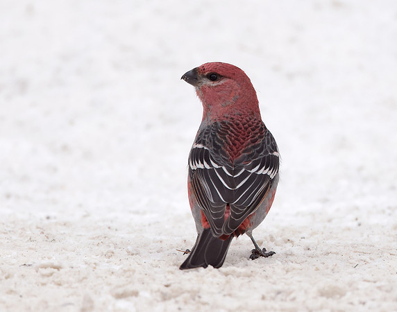 Pine Grosbeak Pinicola enucleator