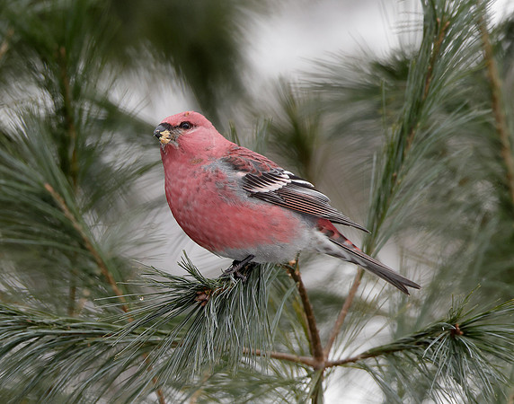 Pine Grosbeak Pinicola enucleator