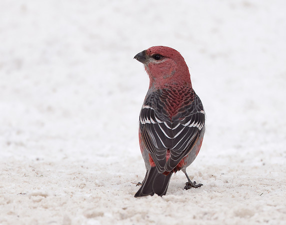 Pine Grosbeak Pinicola enucleator