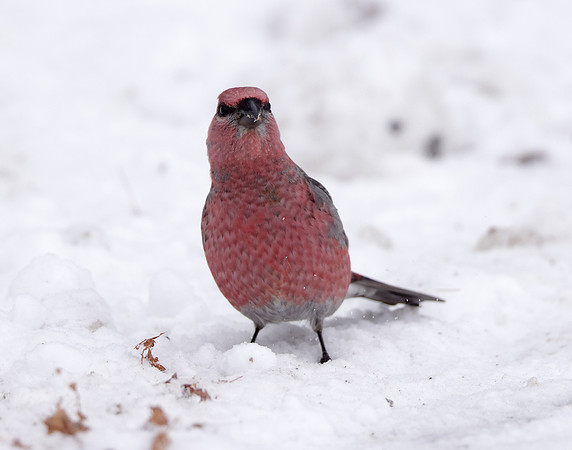 Pine Grosbeak Pinicola enucleator