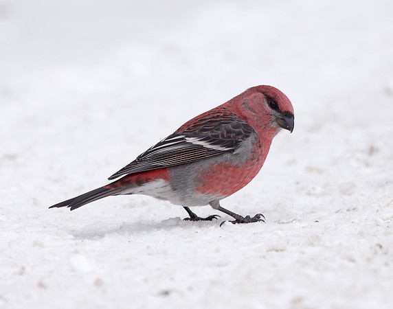 Pine Grosbeak Pinicola enucleator