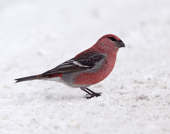 Pine Grosbeak Pinicola enucleator