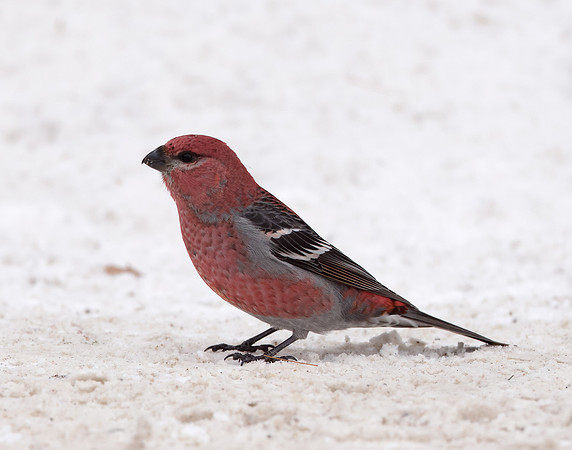 Pine Grosbeak Pinicola enucleator