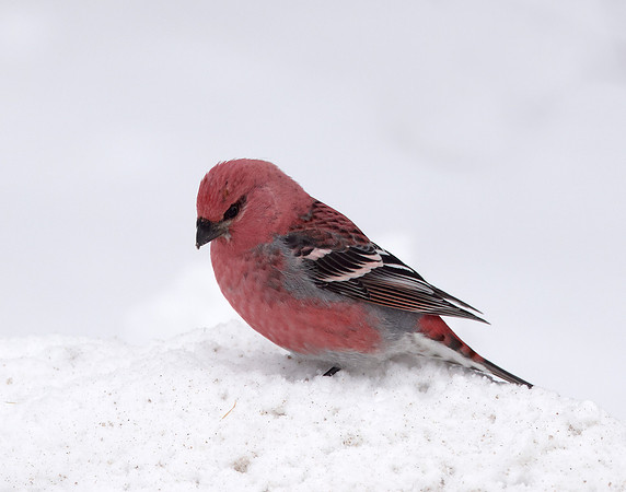 Pine Grosbeak Pinicola enucleator
