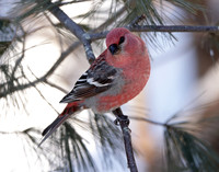 Pine Grosbeak Pinicola enucleator