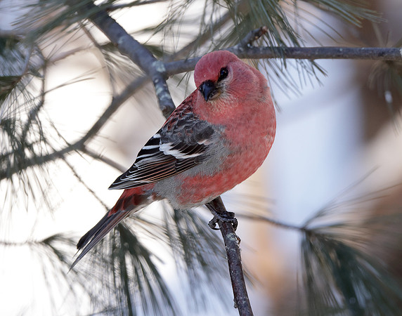 Pine Grosbeak Pinicola enucleator