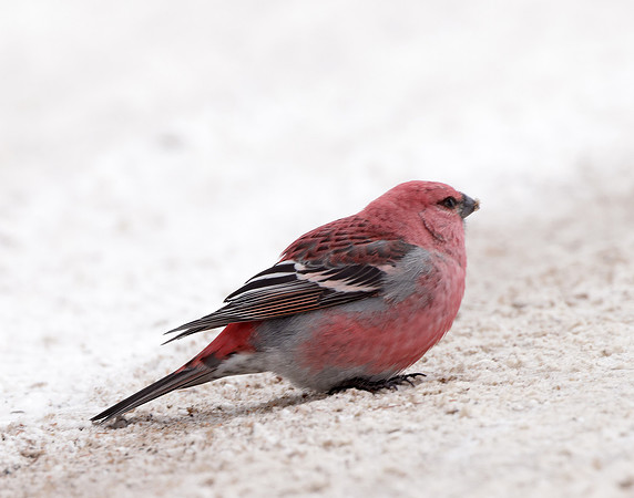 Pine Grosbeak Pinicola enucleator