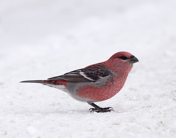 Pine Grosbeak Pinicola enucleator