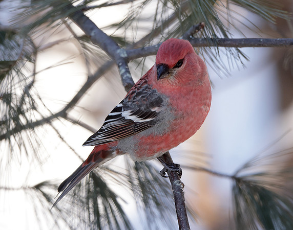 Pine Grosbeak Pinicola enucleator
