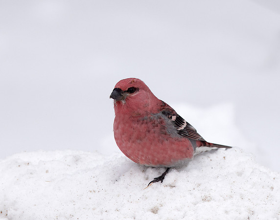Pine Grosbeak Pinicola enucleator