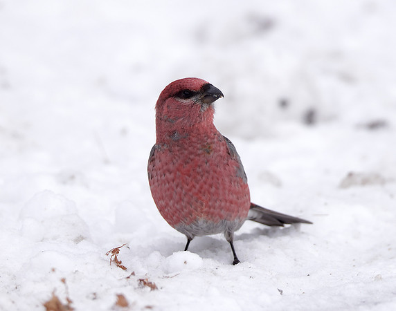 Pine Grosbeak Pinicola enucleator