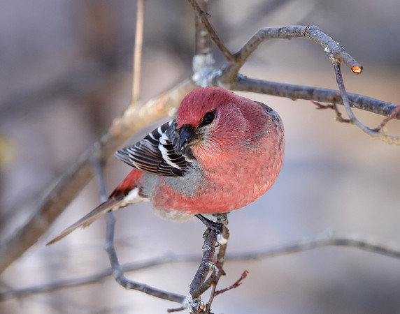 Pine Grosbeak Pinicola enucleator