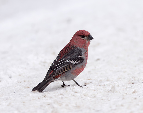 Pine Grosbeak Pinicola enucleator