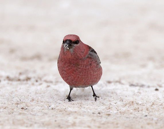 Pine Grosbeak Pinicola enucleator