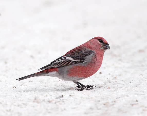 Pine Grosbeak Pinicola enucleator