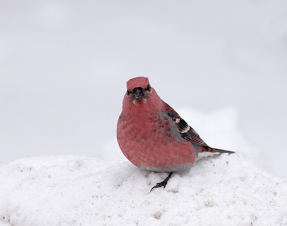 Pine Grosbeak Pinicola enucleator