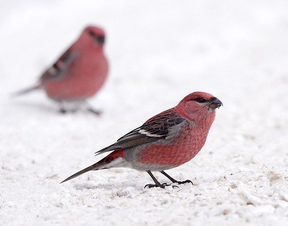 Pine Grosbeak Pinicola enucleator