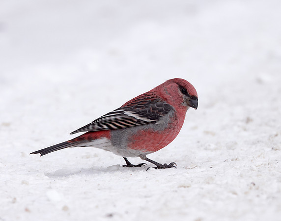 Pine Grosbeak Pinicola enucleator