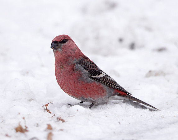 Pine Grosbeak Pinicola enucleator
