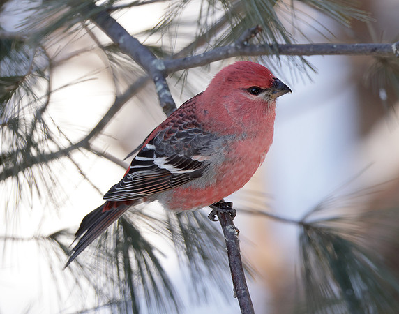Pine Grosbeak Pinicola enucleator