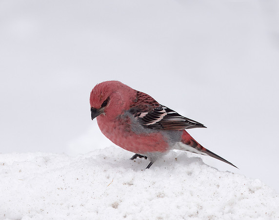 Pine Grosbeak Pinicola enucleator