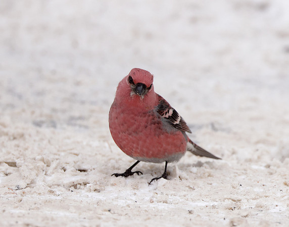 Pine Grosbeak Pinicola enucleator