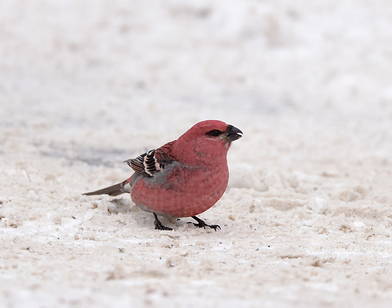 Pine Grosbeak Pinicola enucleator